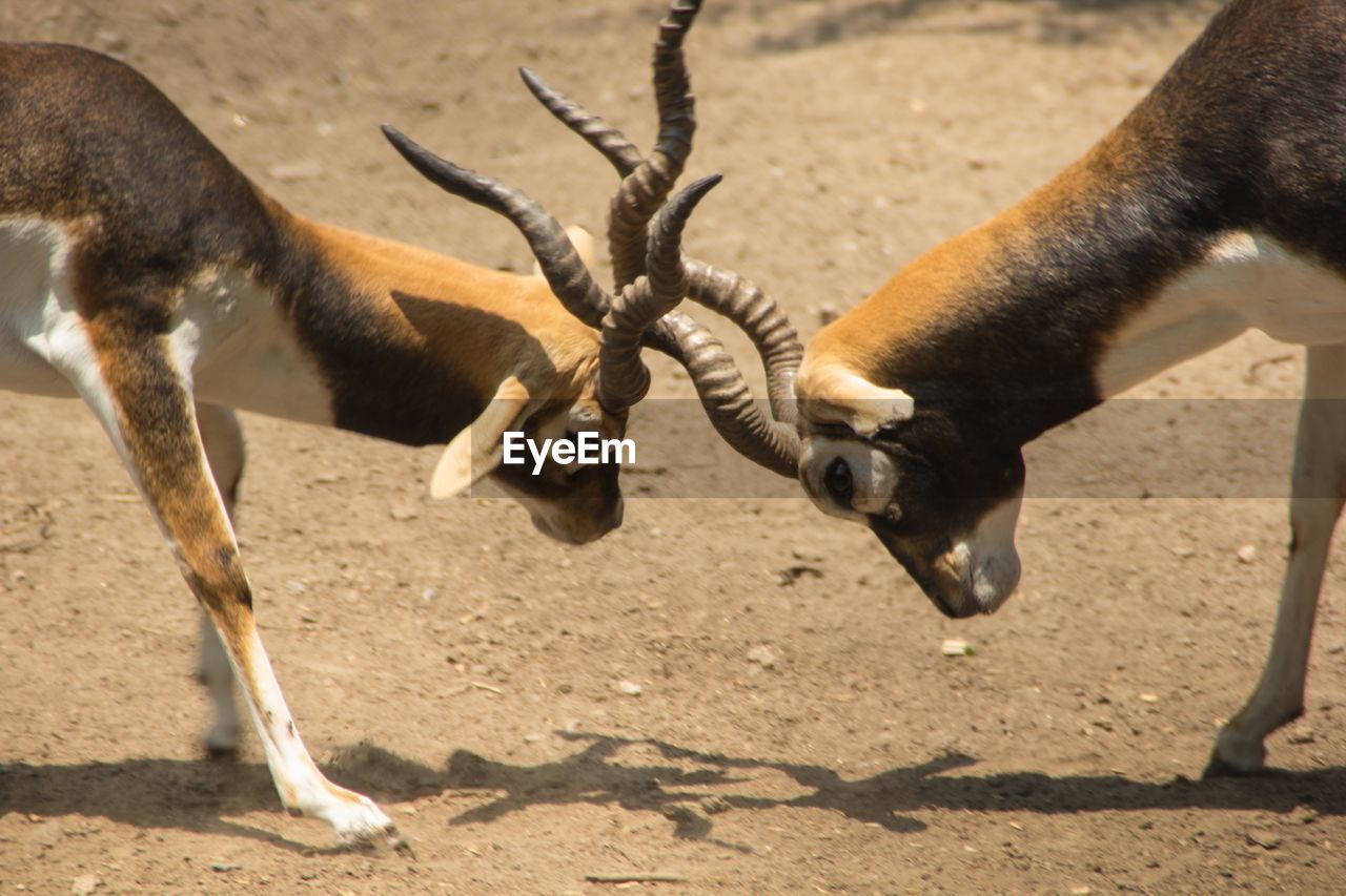 Antelopes fighting on field