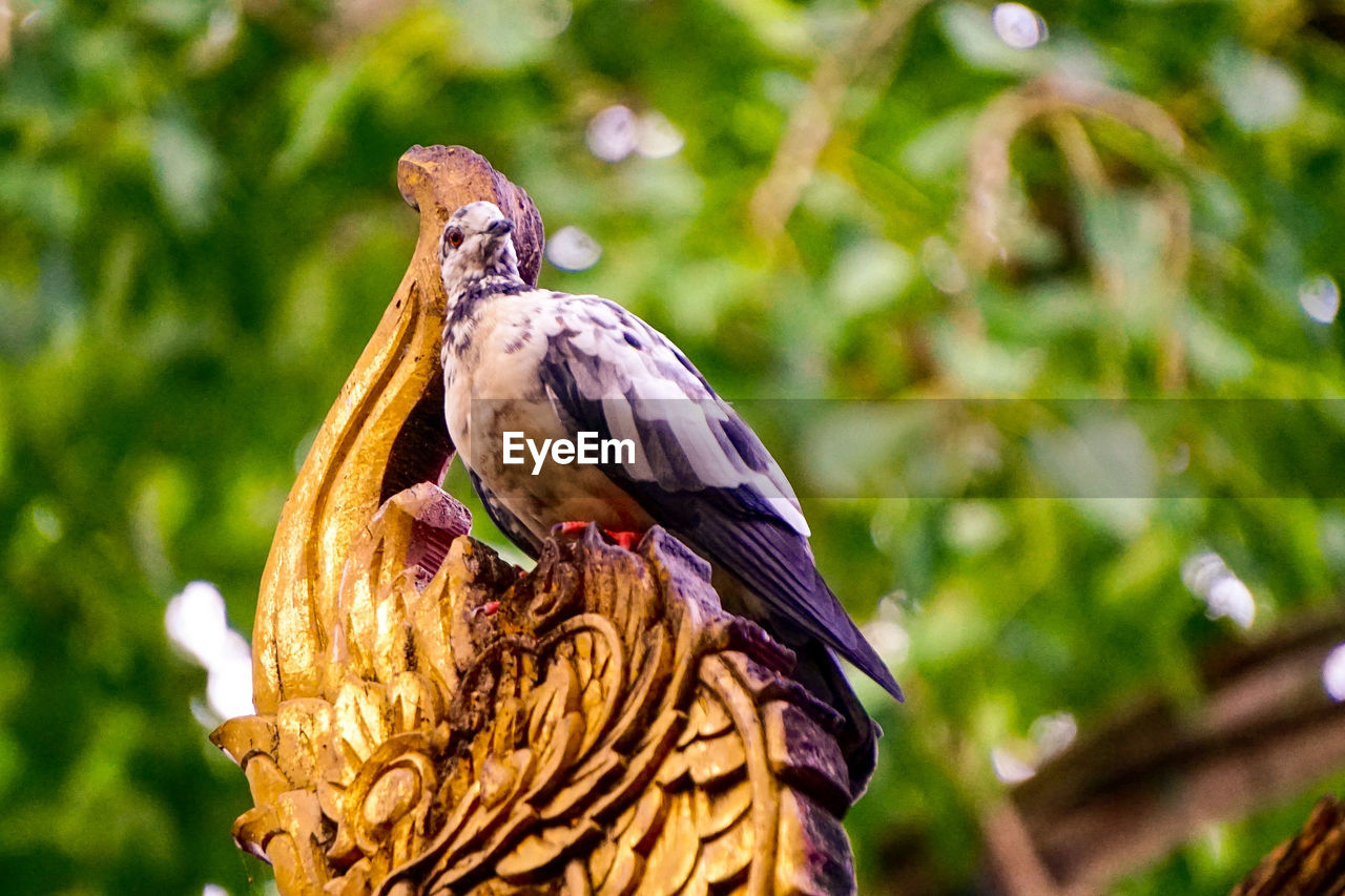 CLOSE-UP OF SPARROW PERCHING ON TREE