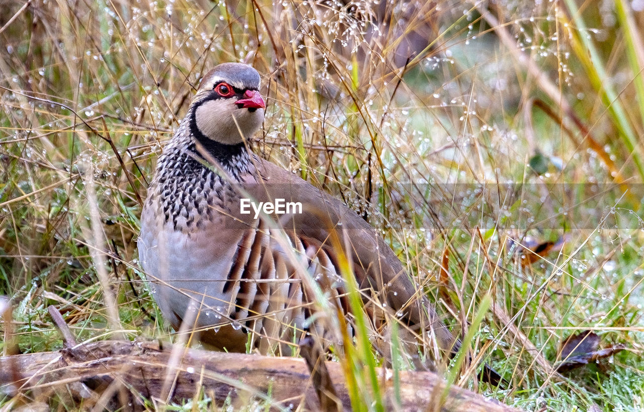 CLOSE-UP OF A BIRD LOOKING AWAY ON FIELD