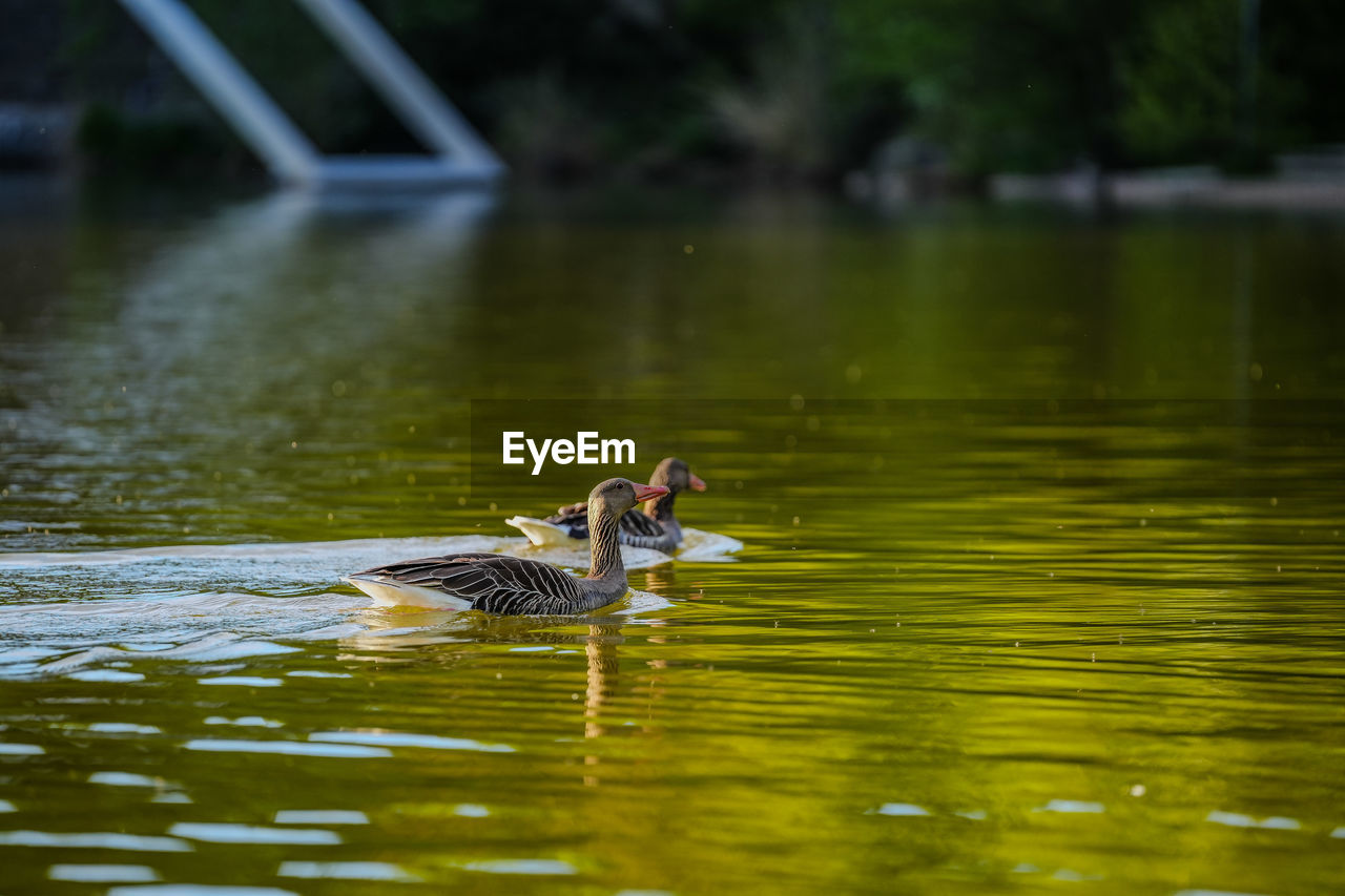 animal themes, water, animal, animal wildlife, wildlife, nature, duck, reflection, one animal, bird, lake, water bird, swimming, ducks, geese and swans, no people, poultry, day, outdoors