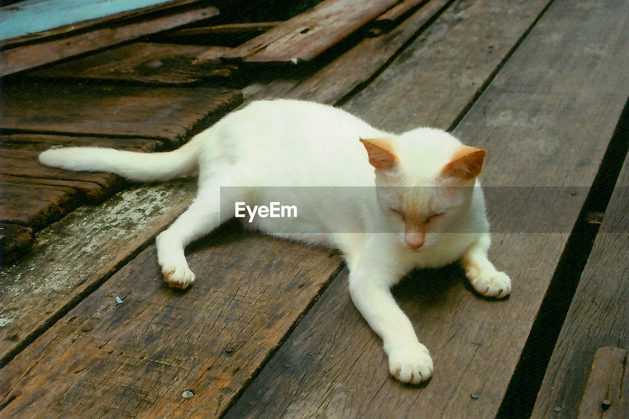 High angle view of cat on wooden boardwalk