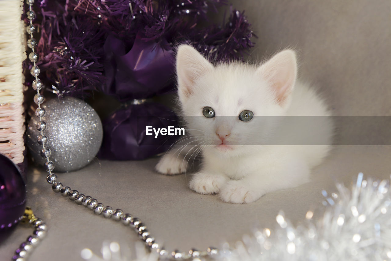 close-up of cat with christmas decoration