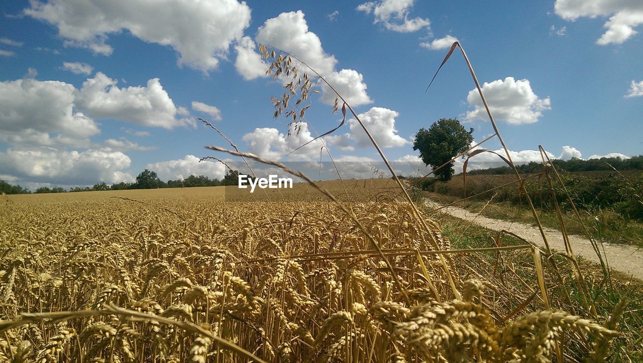 VIEW OF FIELD AGAINST CLOUDY SKY