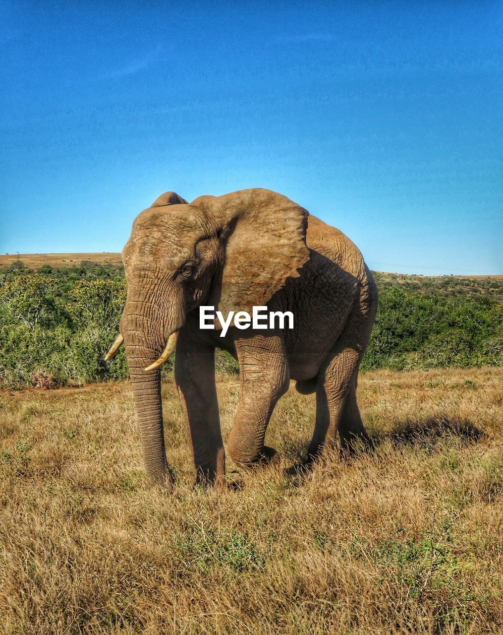 ELEPHANT IN A FIELD