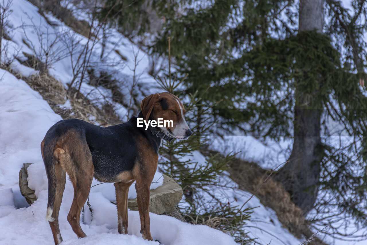 Dog standing on snow covered landscape