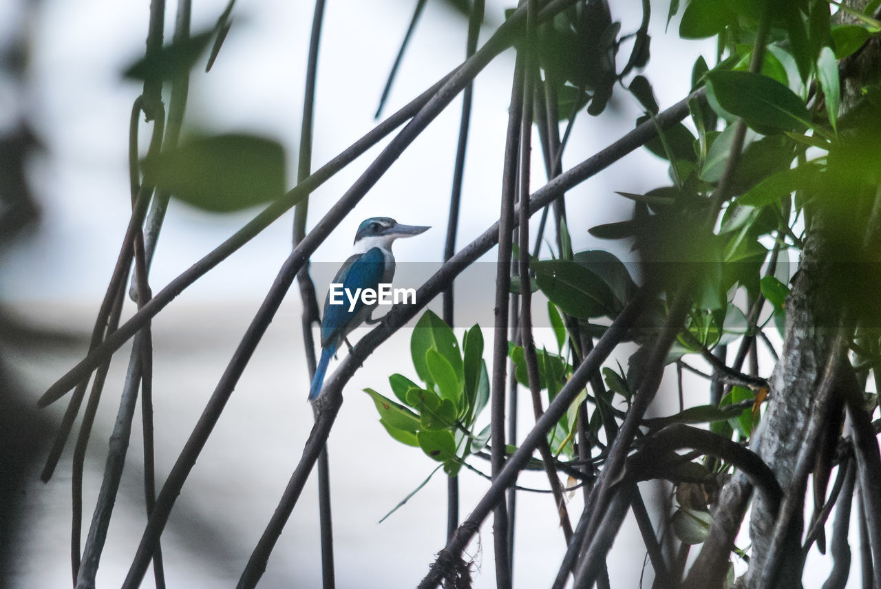 Close-up of bird perching on branch