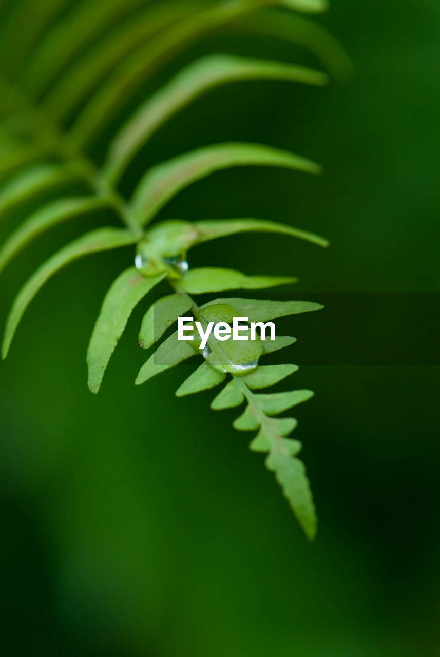 Exotic green tropical ferns with shallow depth of field