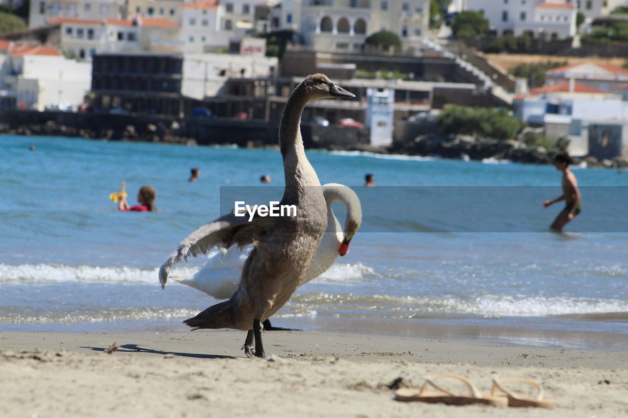 DUCK ON BEACH