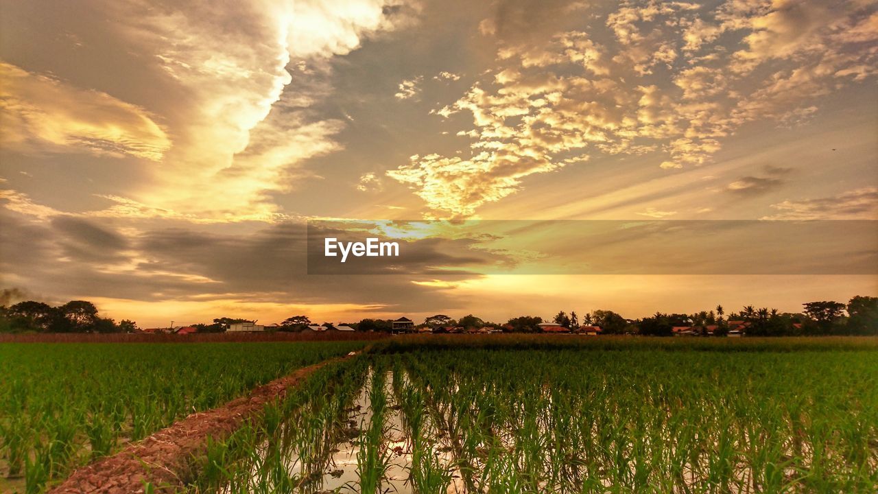 Scenic view of agricultural field against sky