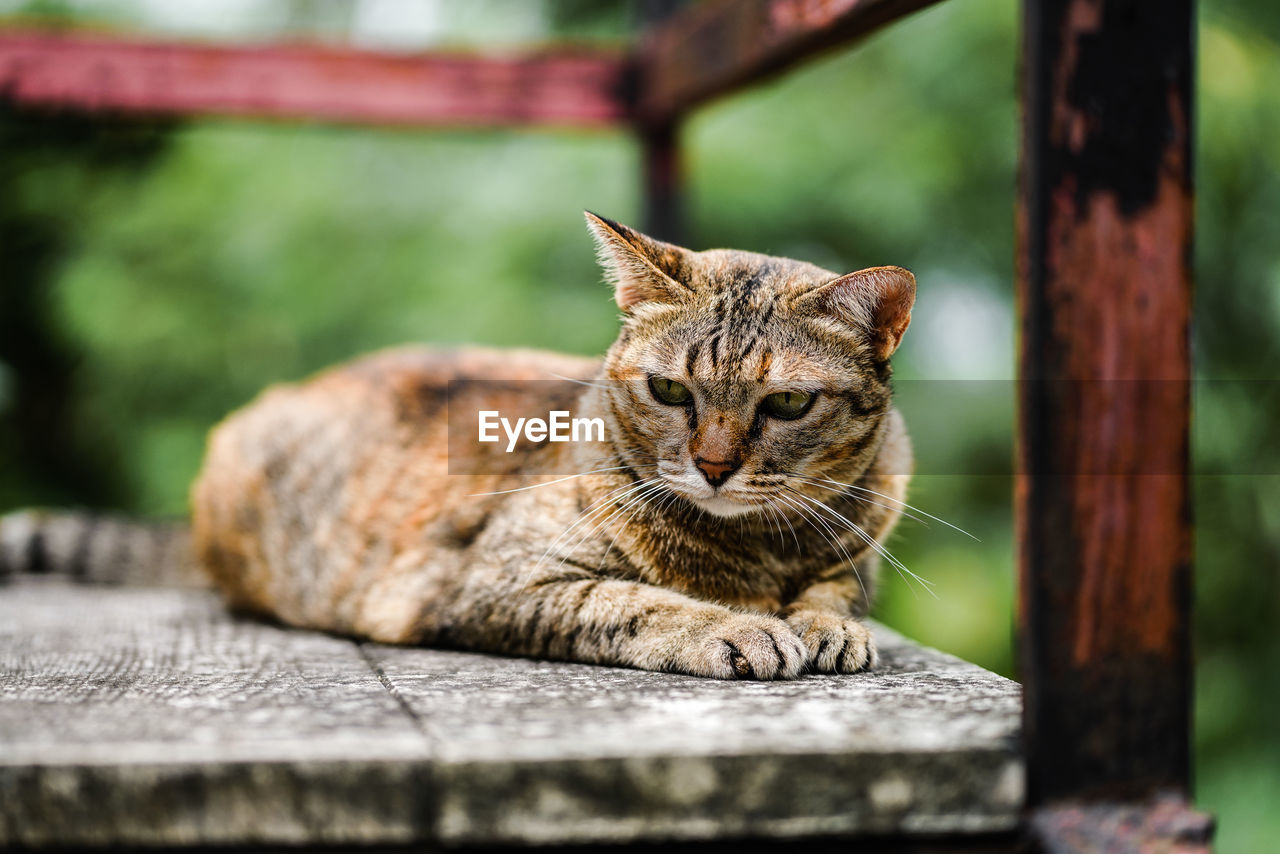 CLOSE-UP OF CAT ON WOOD