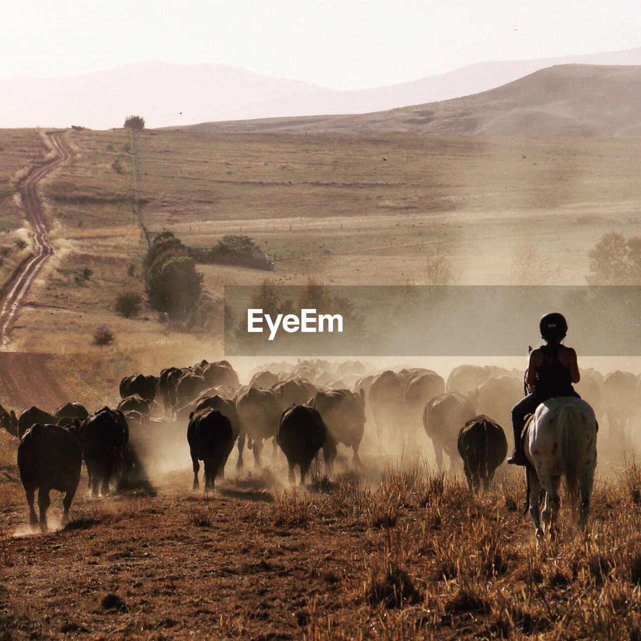 Man riding horse while cows walking on field