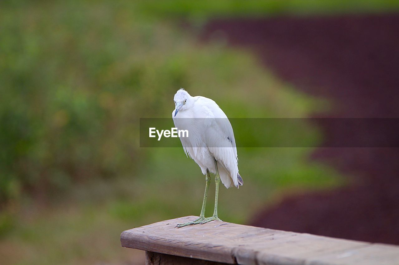 CLOSE-UP OF A BIRD PERCHING ON A WOOD
