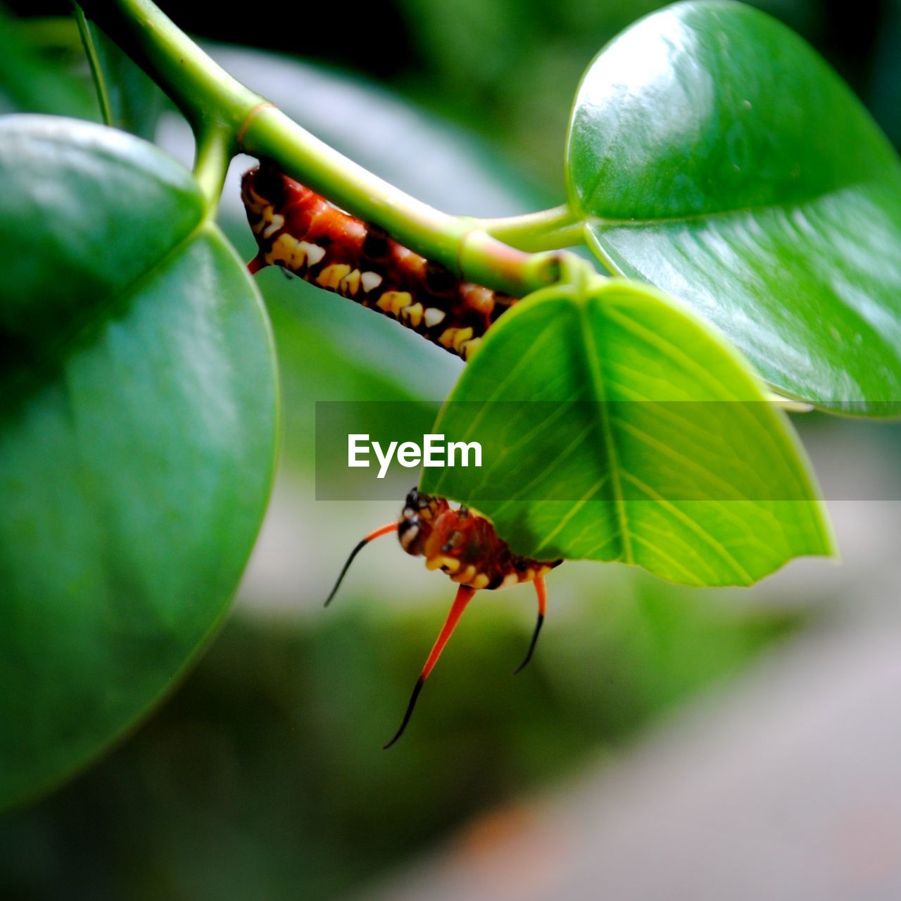 CLOSE-UP OF GRASSHOPPER ON A PLANT