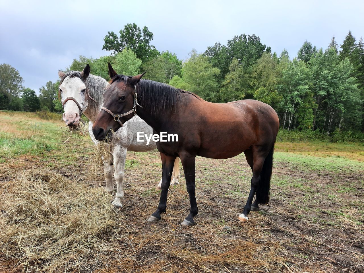 View on two horses 