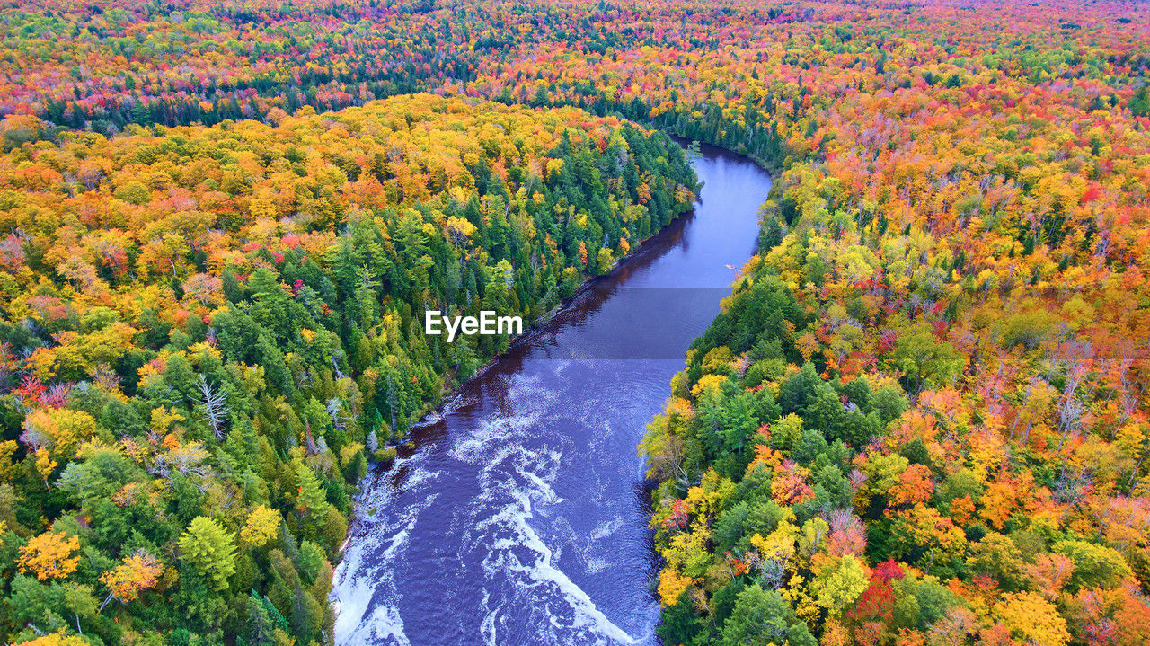 high angle view of trees