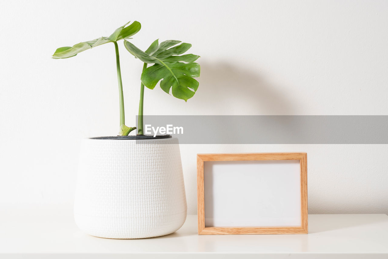 Monstera plant in pot isolated on white