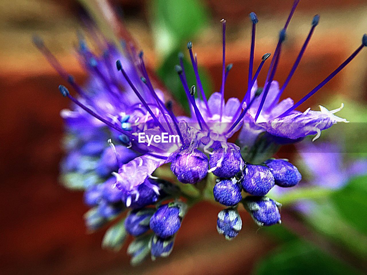 CLOSE-UP OF PURPLE FLOWERS