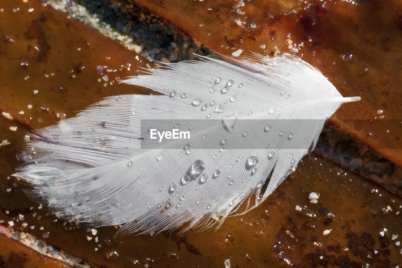 Close-up of wet feather on wood