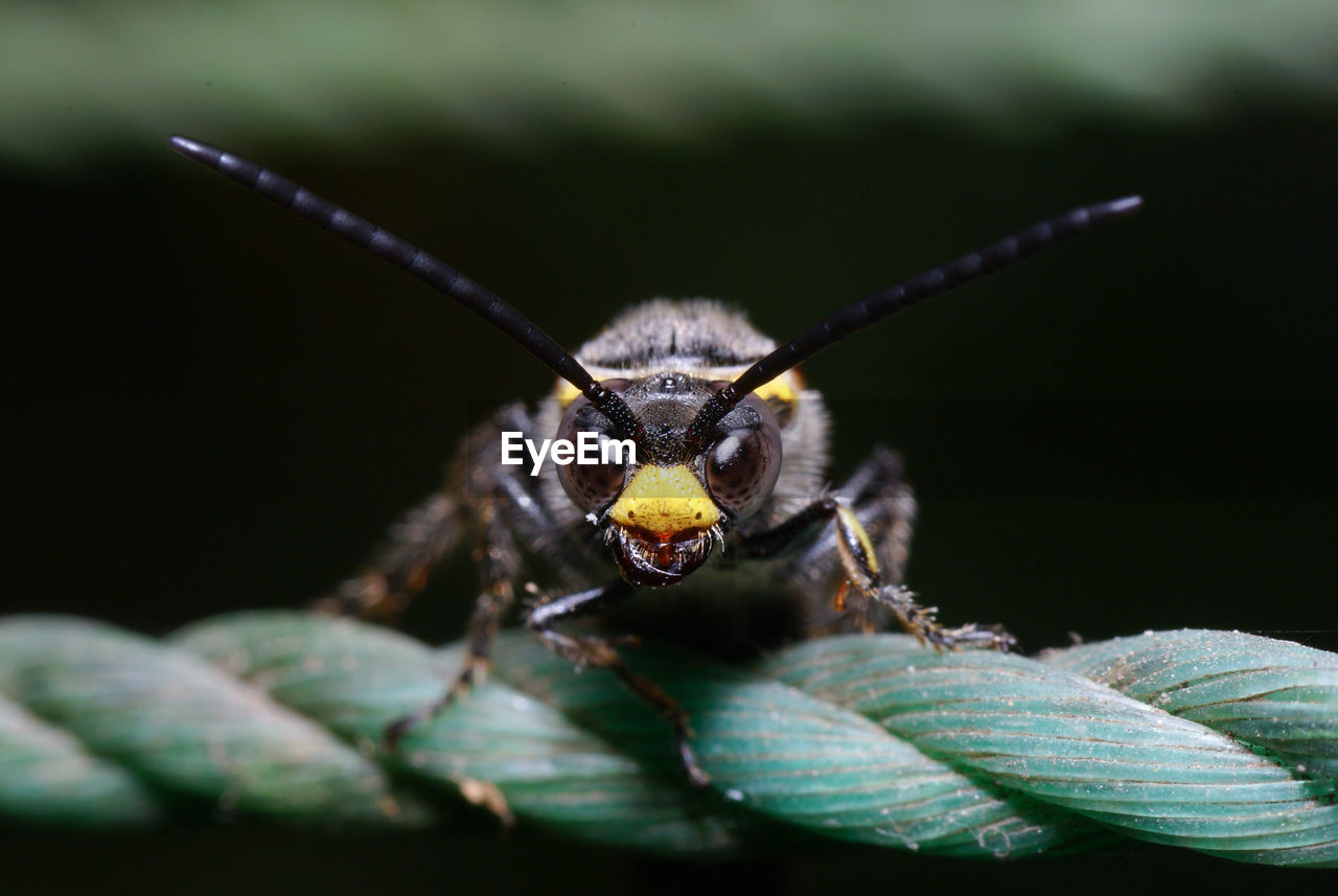 CLOSE-UP OF HOUSEFLY