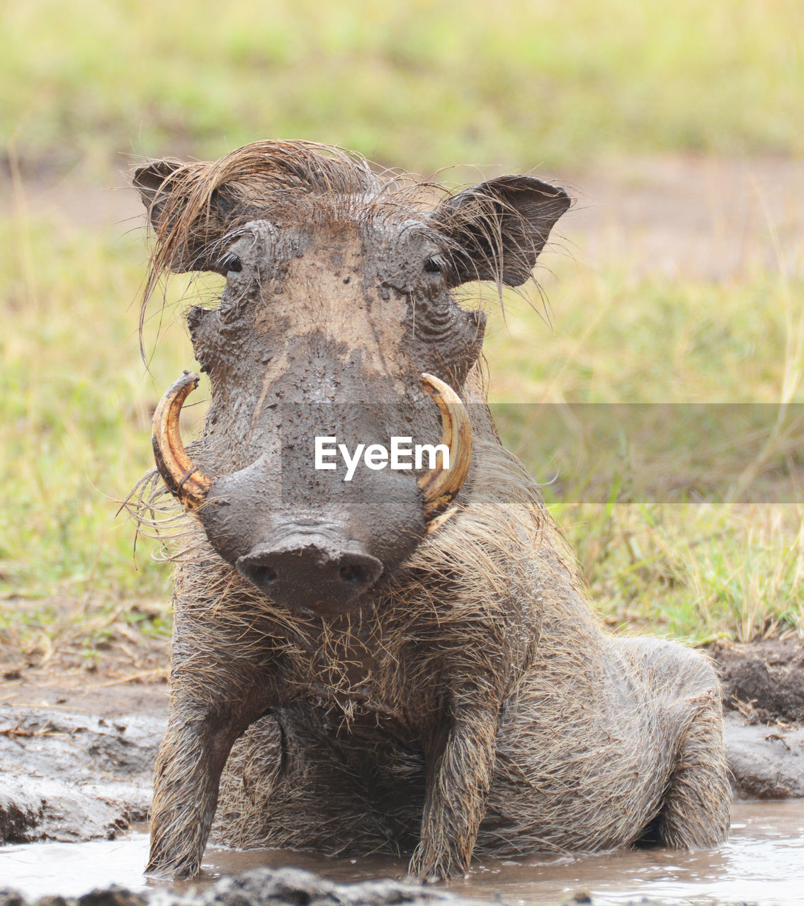 PORTRAIT OF ELEPHANT