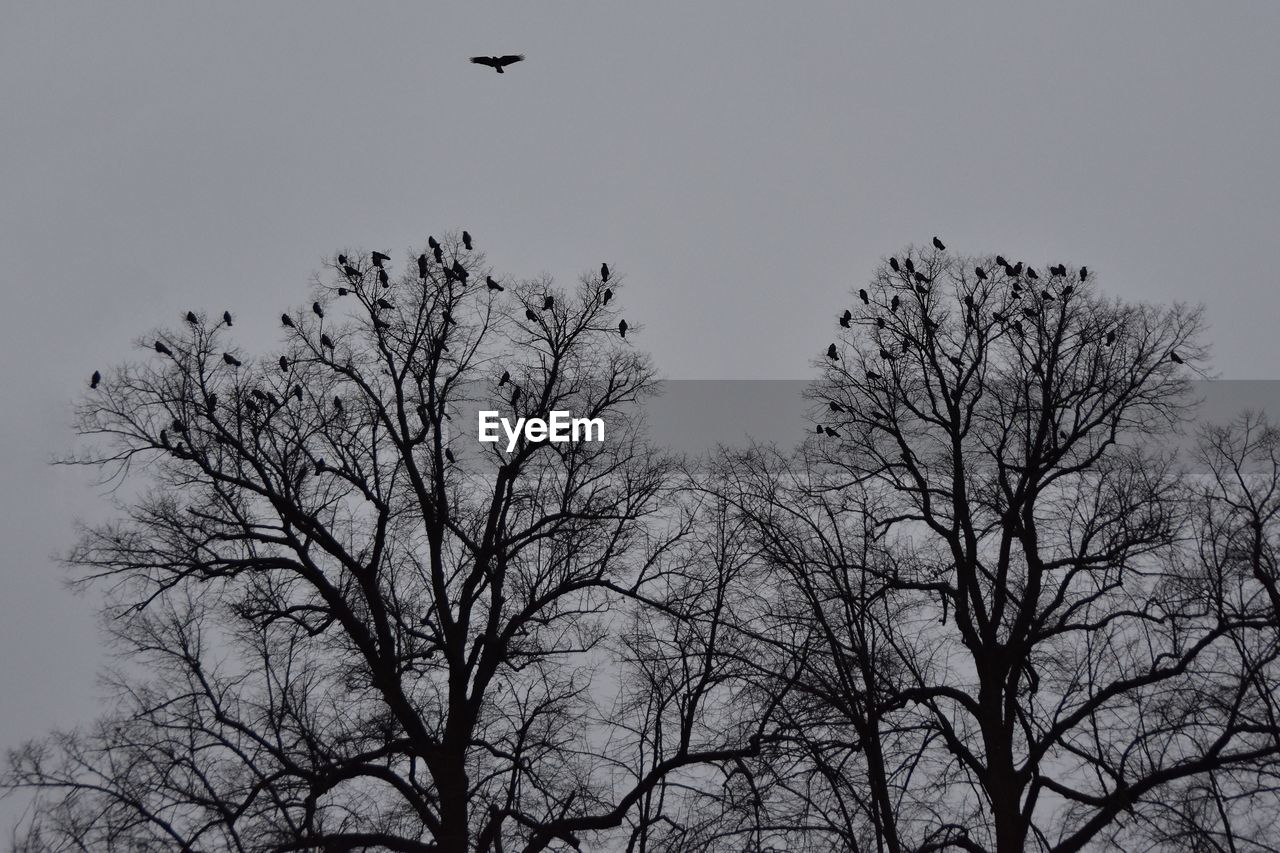 LOW ANGLE VIEW OF BARE TREE AGAINST SKY