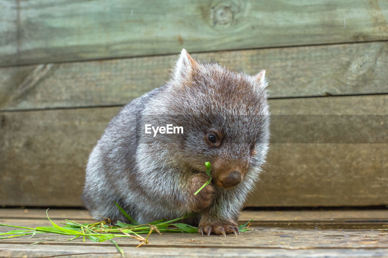 Close-up of wombat on wood