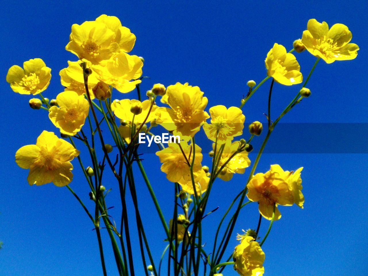 CLOSE-UP OF YELLOW FLOWERS BLOOMING OUTDOORS