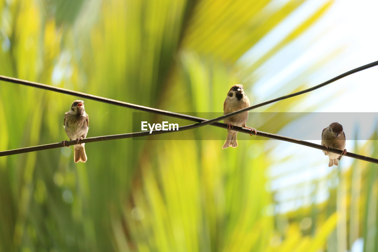 Close-up of bird perching on leaf