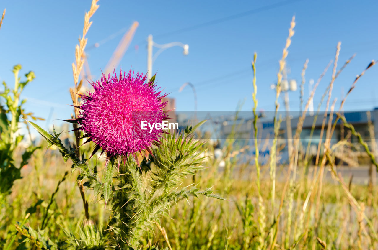 CLOSE-UP OF PINK THISTLE FLOWER ON FIELD