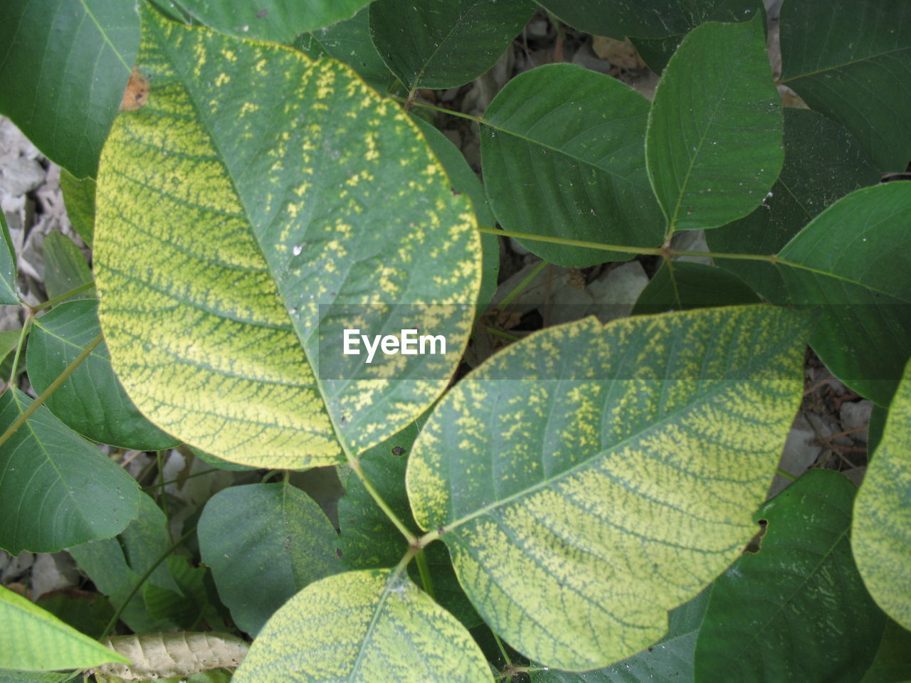 DETAIL SHOT OF LEAVES