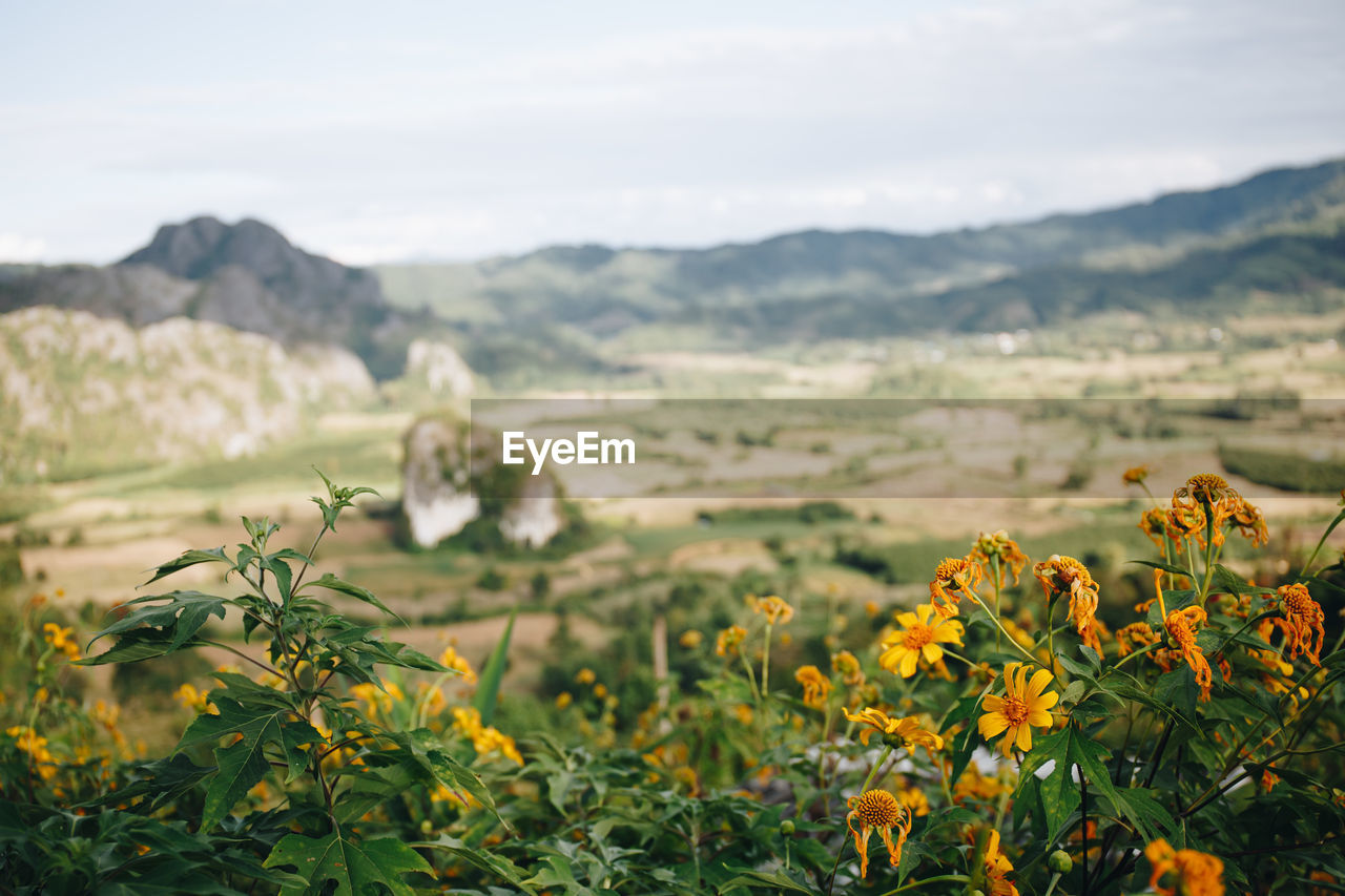 YELLOW FLOWERING PLANTS ON FIELD AGAINST MOUNTAIN