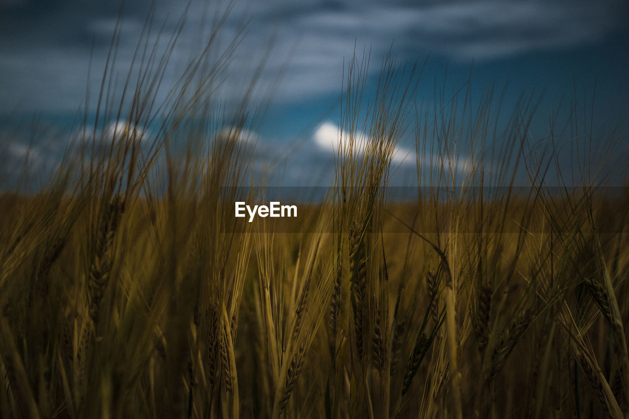 Close-up of wheat field against sky