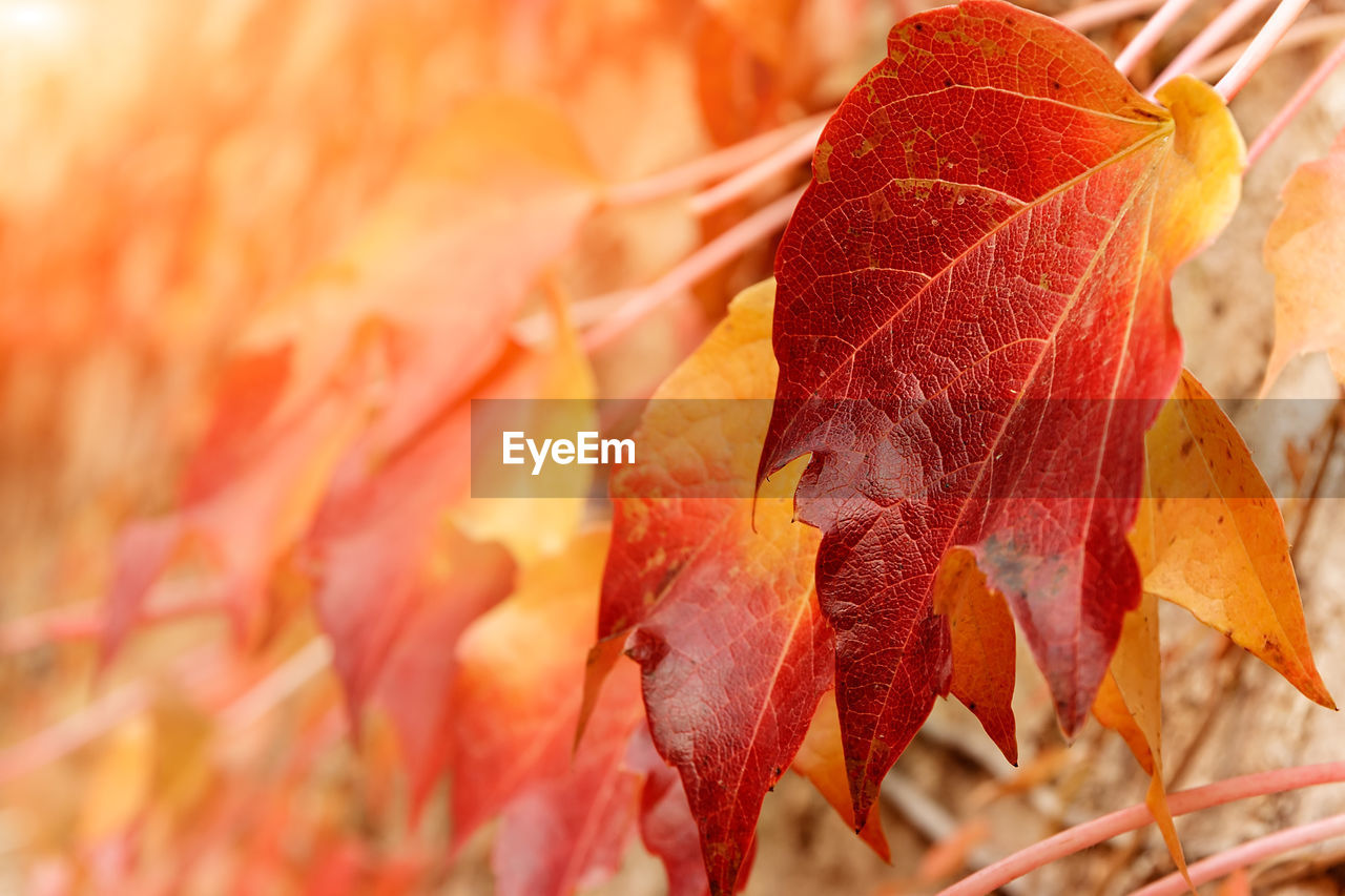 Red leaves bathed in evening light. golden hour.