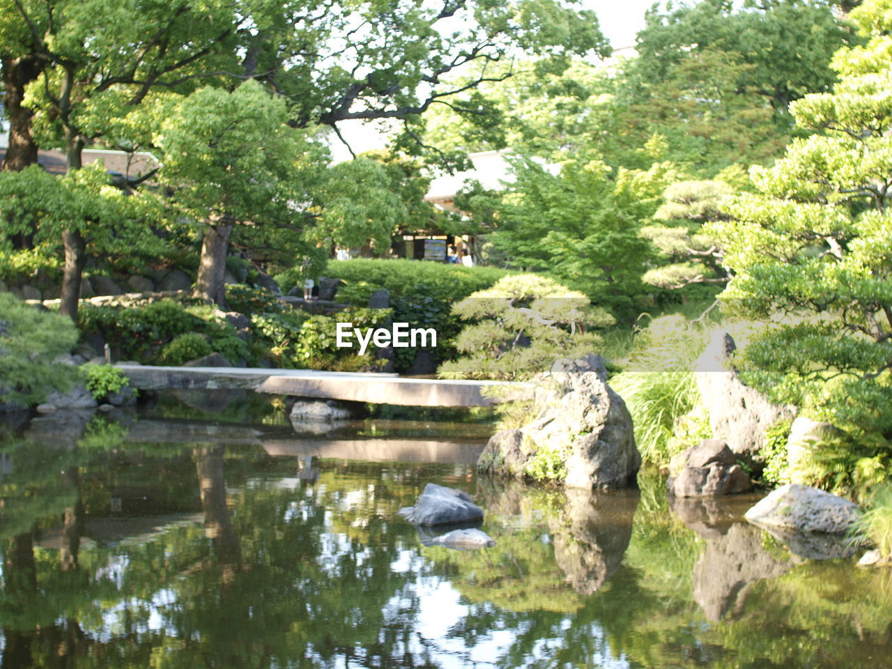 SCENIC VIEW OF TREES AND REFLECTION