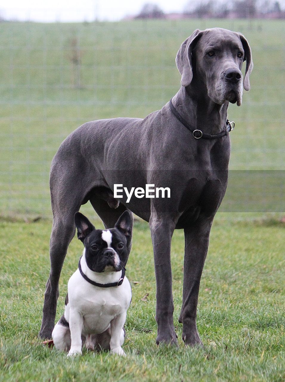 PORTRAIT OF DOG ON FIELD