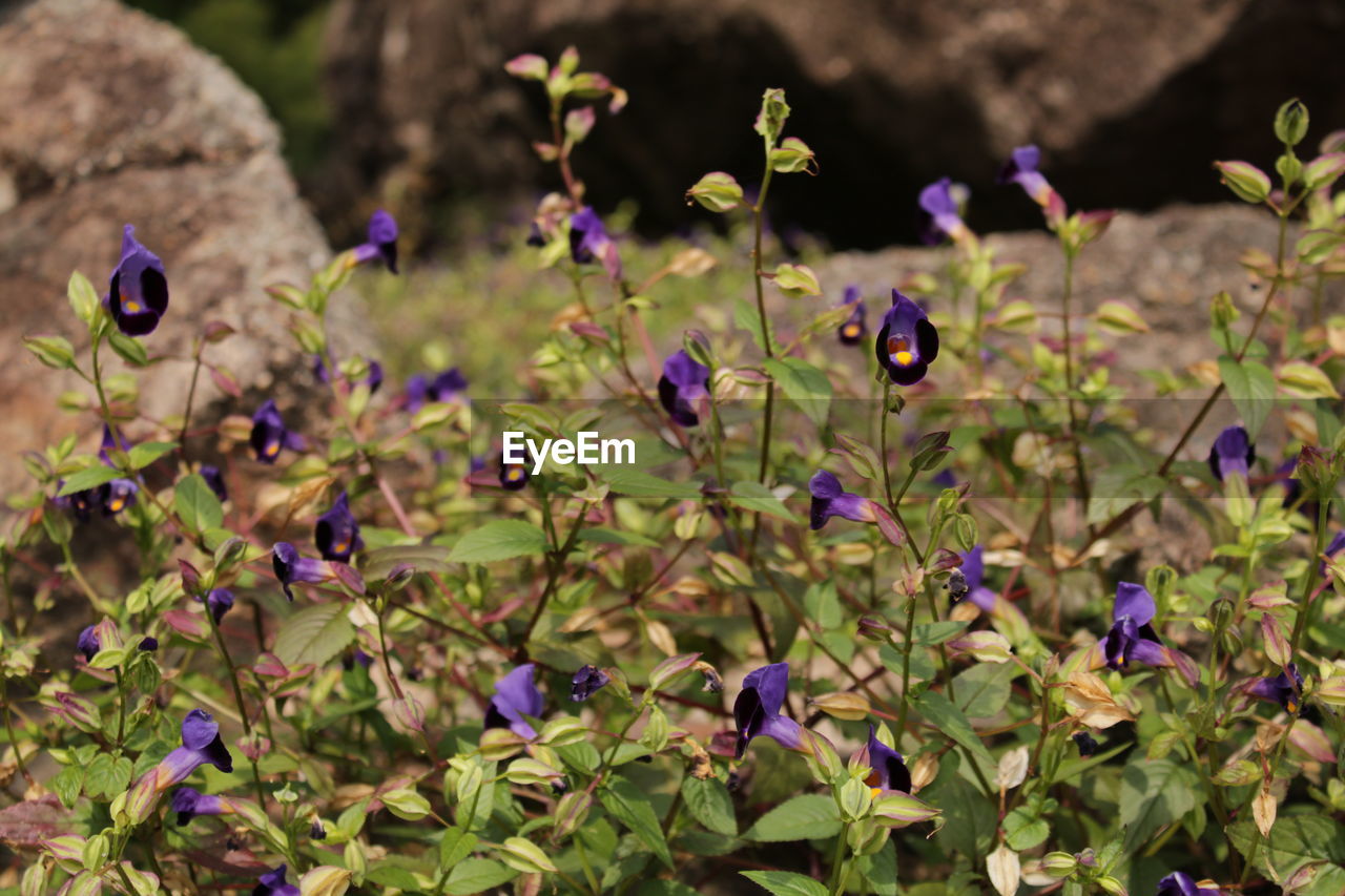 CLOSE-UP OF PURPLE FLOWERING PLANT ON FIELD