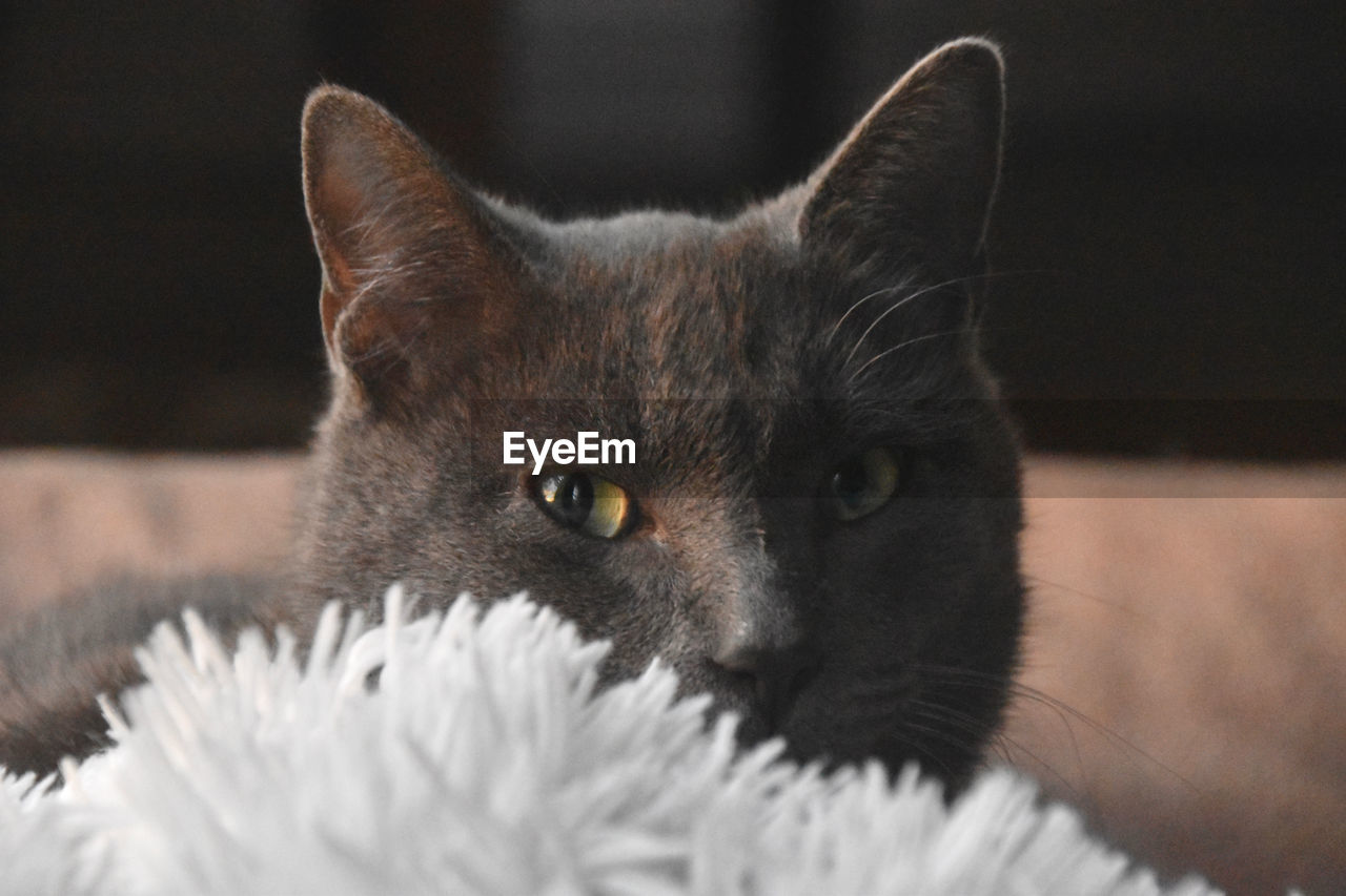 Close-up of cat looking directly at camera behind blanket 