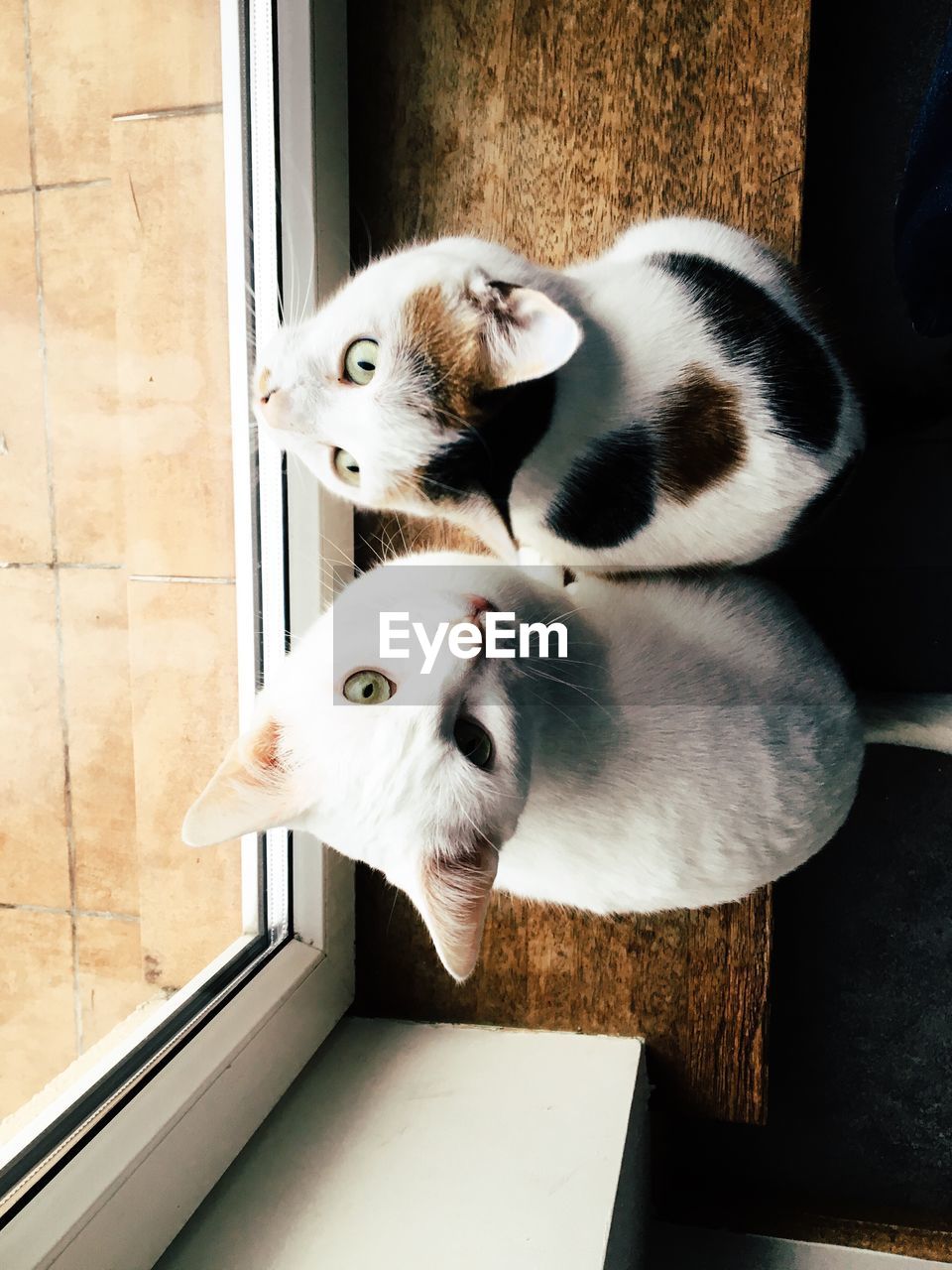 HIGH ANGLE VIEW OF CAT SITTING ON SOFA