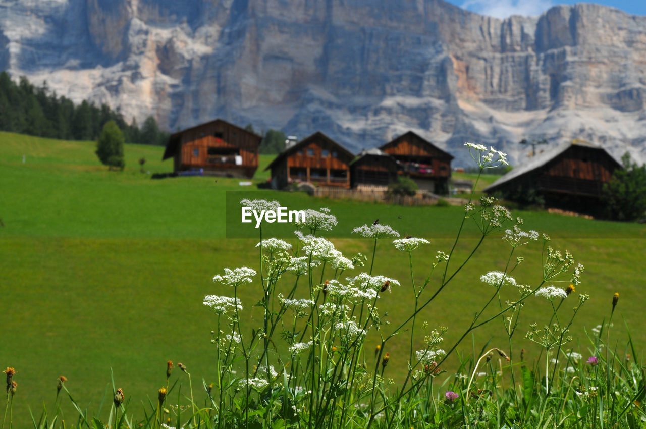 SCENIC VIEW OF GRASSY FIELD BY HOUSES AGAINST MOUNTAINS