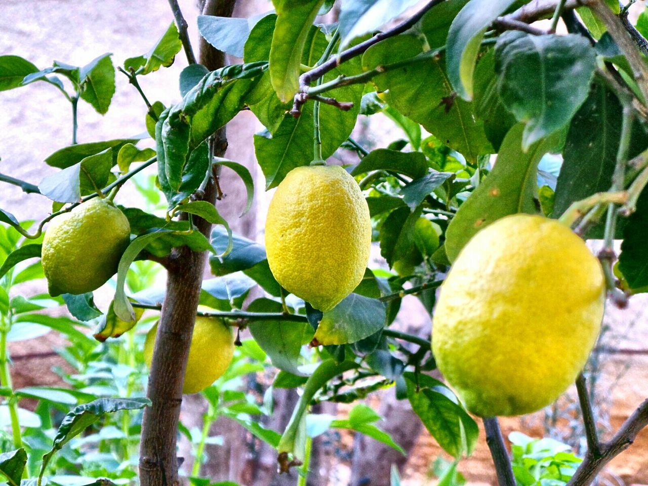 Close-up of lemons growing on tree