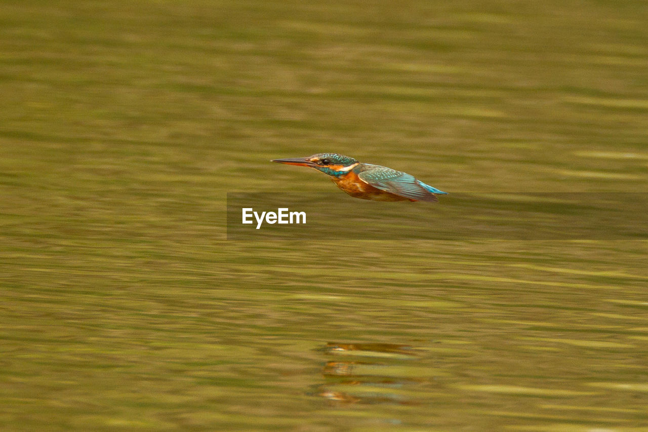 Close-up of kingfisher bird flying over lake