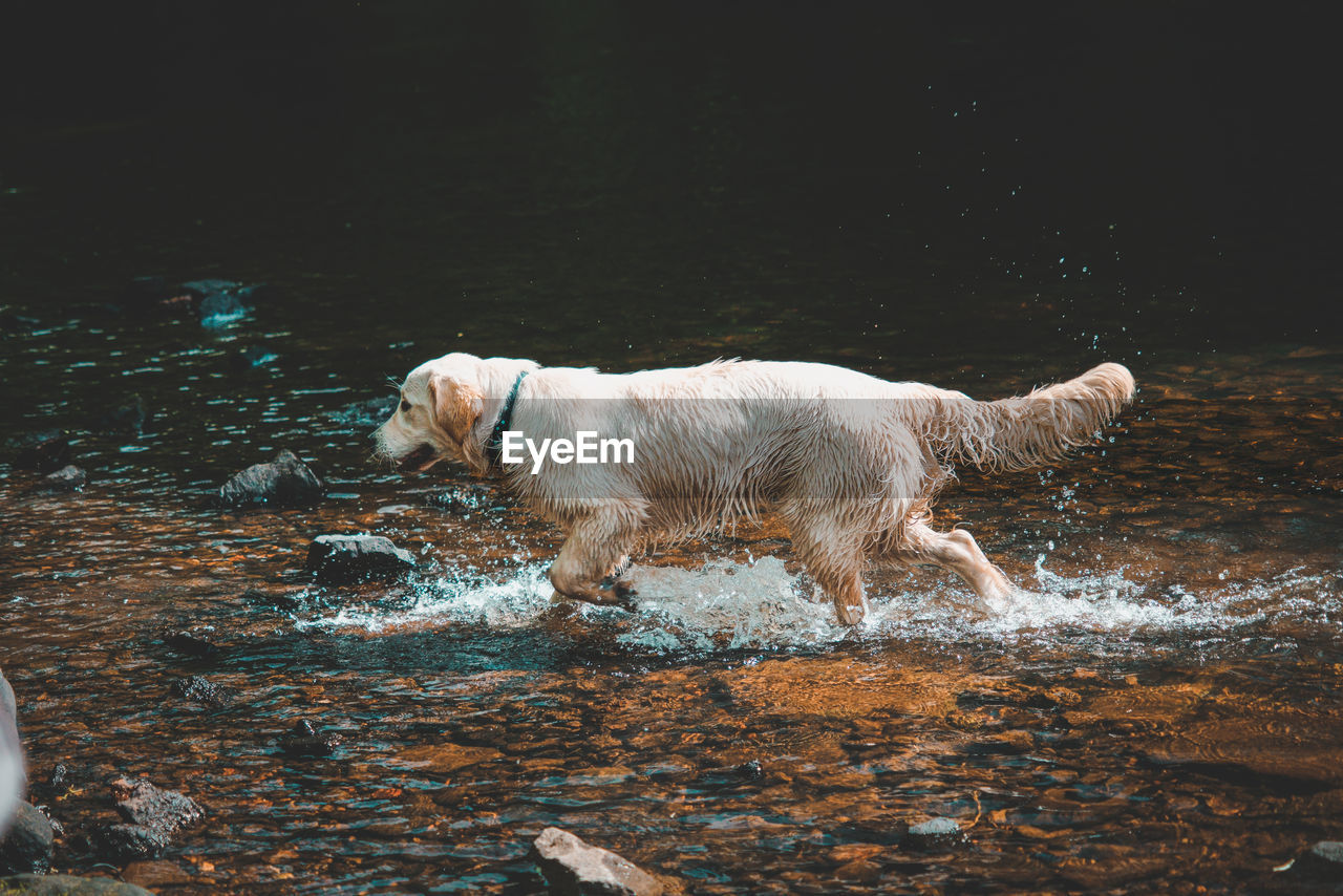 HIGH ANGLE VIEW OF GOLDEN RETRIEVER IN WATER AT NIGHT