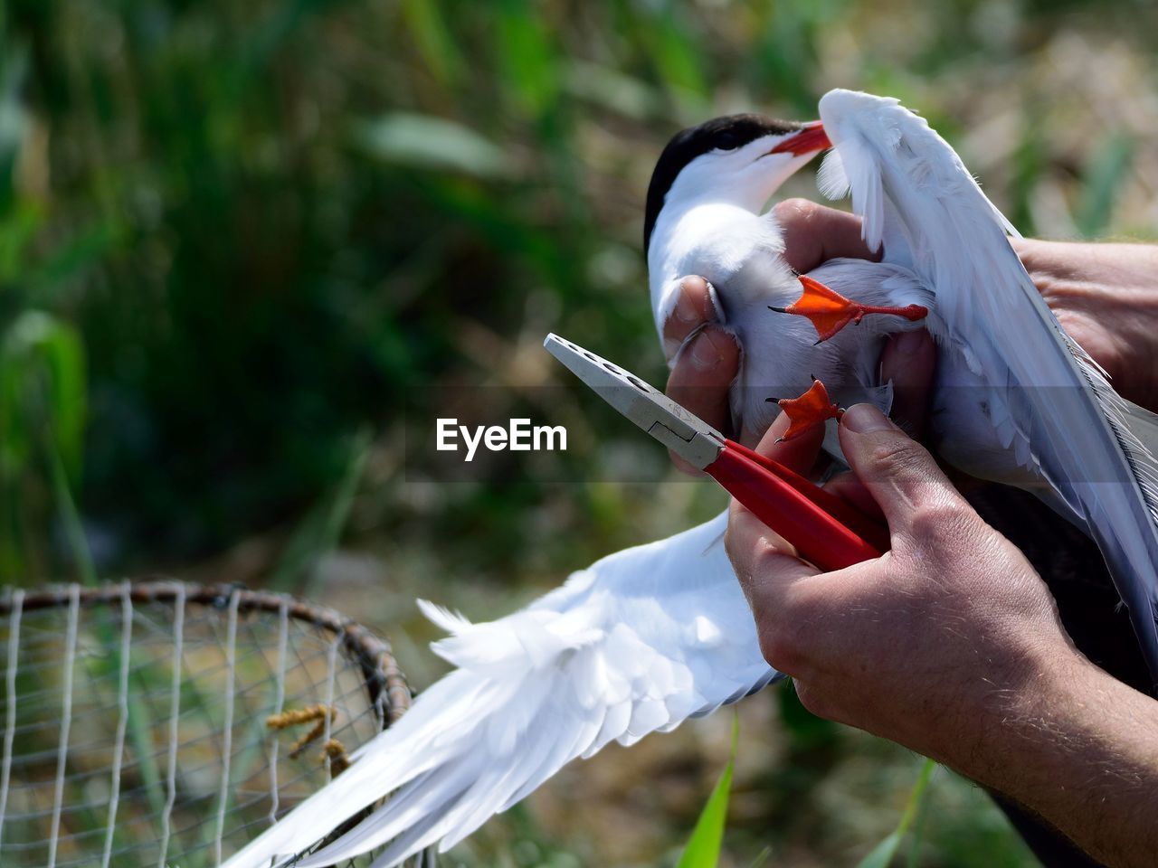 Cropped hands holding bird