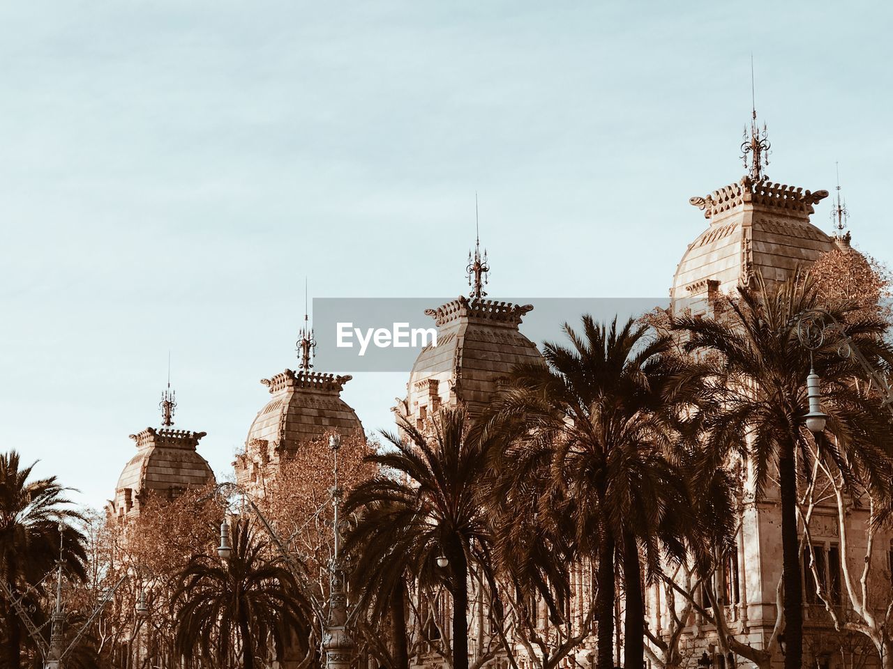 Low angle view of palm trees and buildings against sky