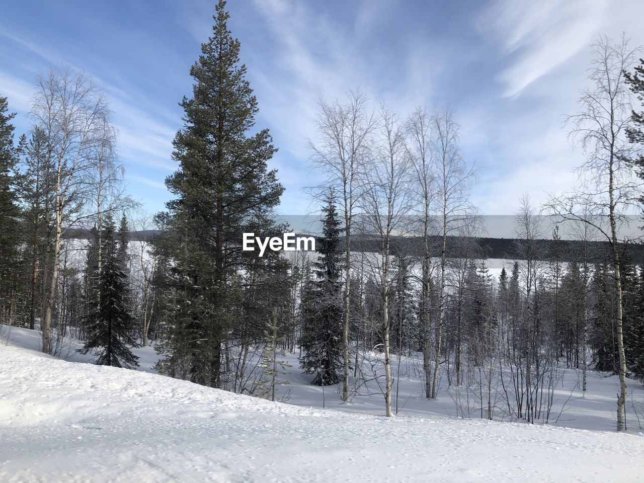 BARE TREES ON SNOW COVERED LAND