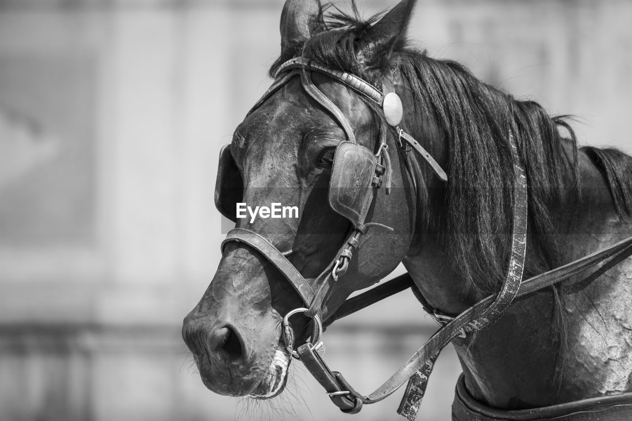 Close-up of horse with blinders on sunny day