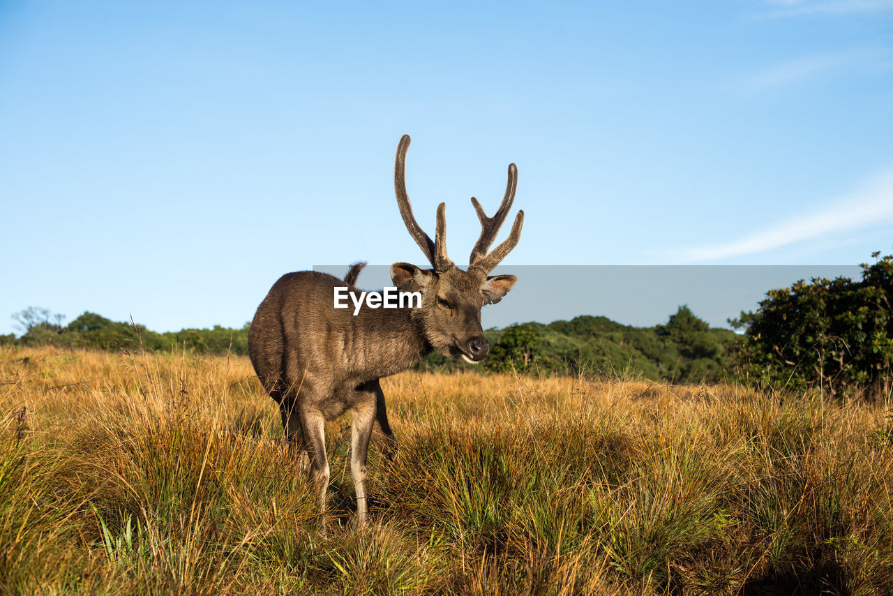 VIEW OF DEER ON FIELD