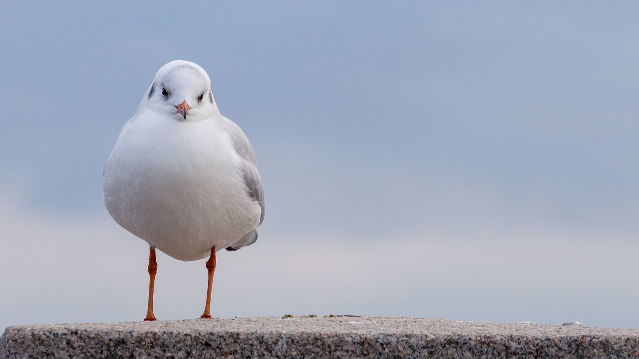 CLOSE-UP OF SEAGULL PERCHING OUTDOORS