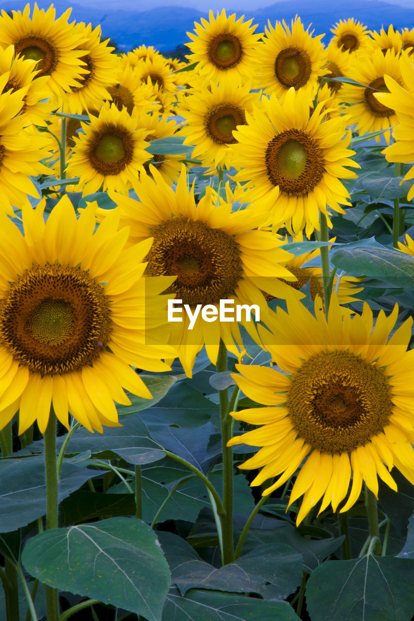 CLOSE-UP OF SUNFLOWERS ON PLANT