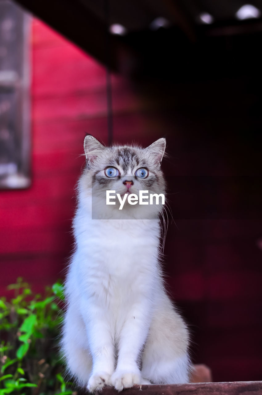 PORTRAIT OF WHITE CAT SITTING AT HOME